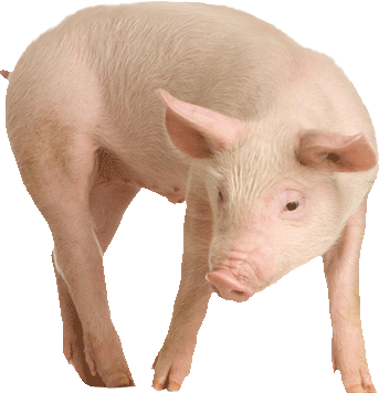 a piglet